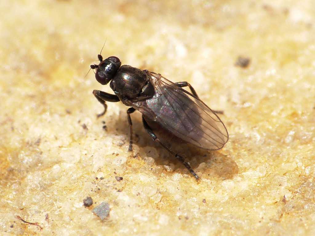 Forse Lotophila atra (Sphaeroceridae) - Torrimpietra (RM)